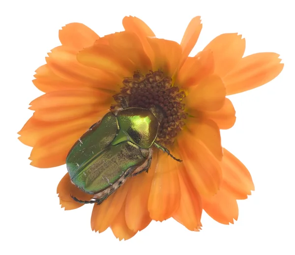 stock image Emerald bug on a calendula flower