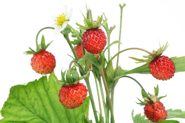 Isolerade trä wild strawberry makro — Stockfoto