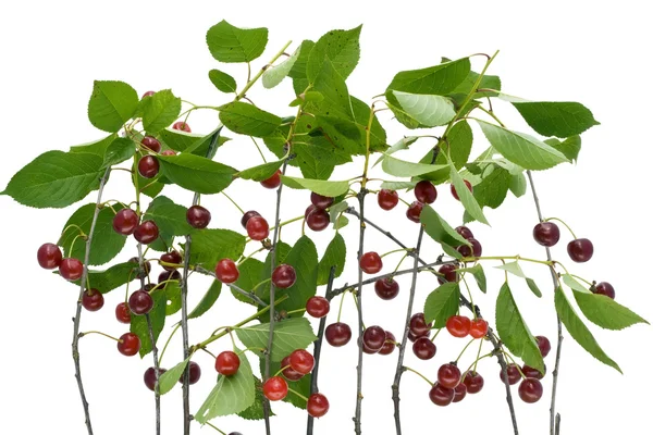 Branches of a ripe isolated cherry — Stock Photo, Image