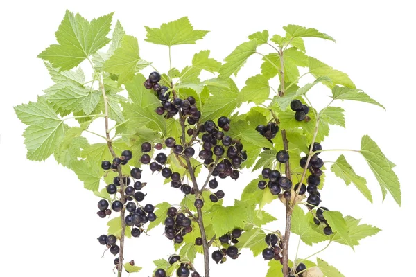 Grenar av en svart vinbär — Stockfoto