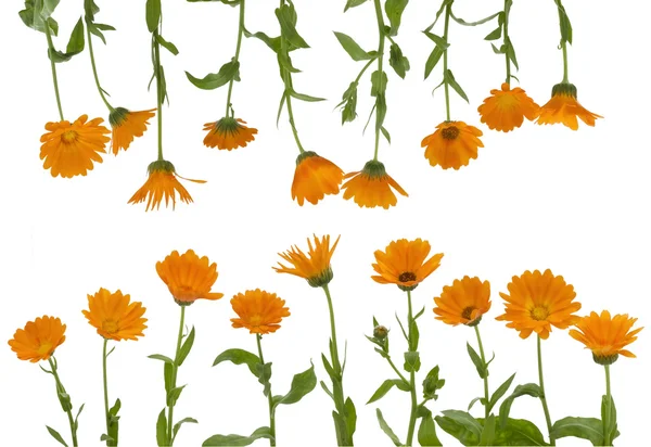 The isolated flowers of a calendula — Stock Photo, Image