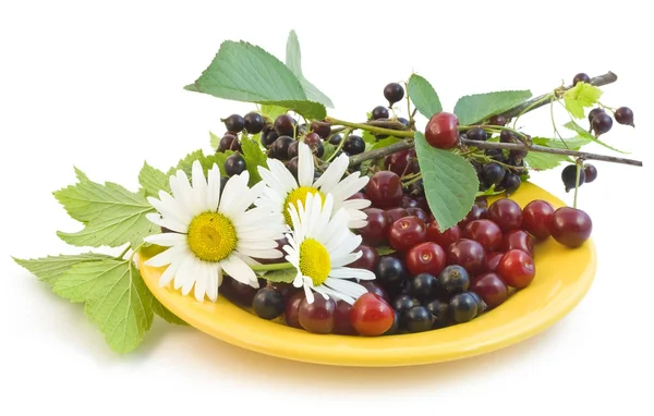 Ripe currant and cherry — Stock Photo, Image