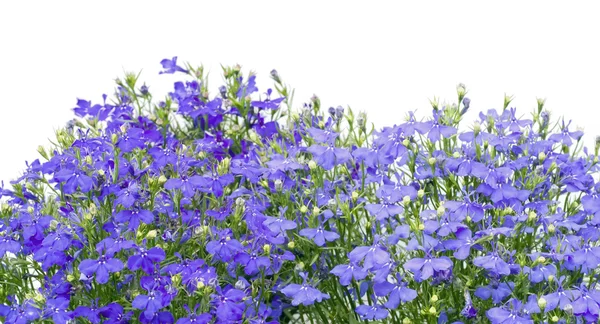 Χιλιάδες μικρά σκούρο μπλε florets — Φωτογραφία Αρχείου