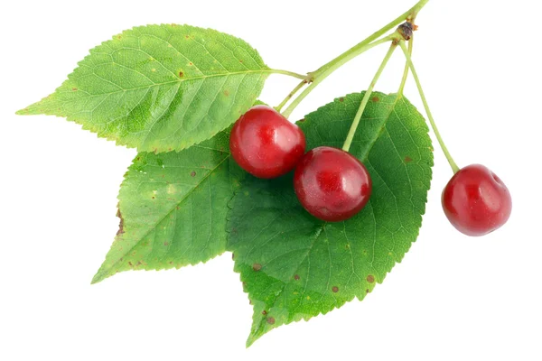 Real cherry leaves and berries — Stock Photo, Image