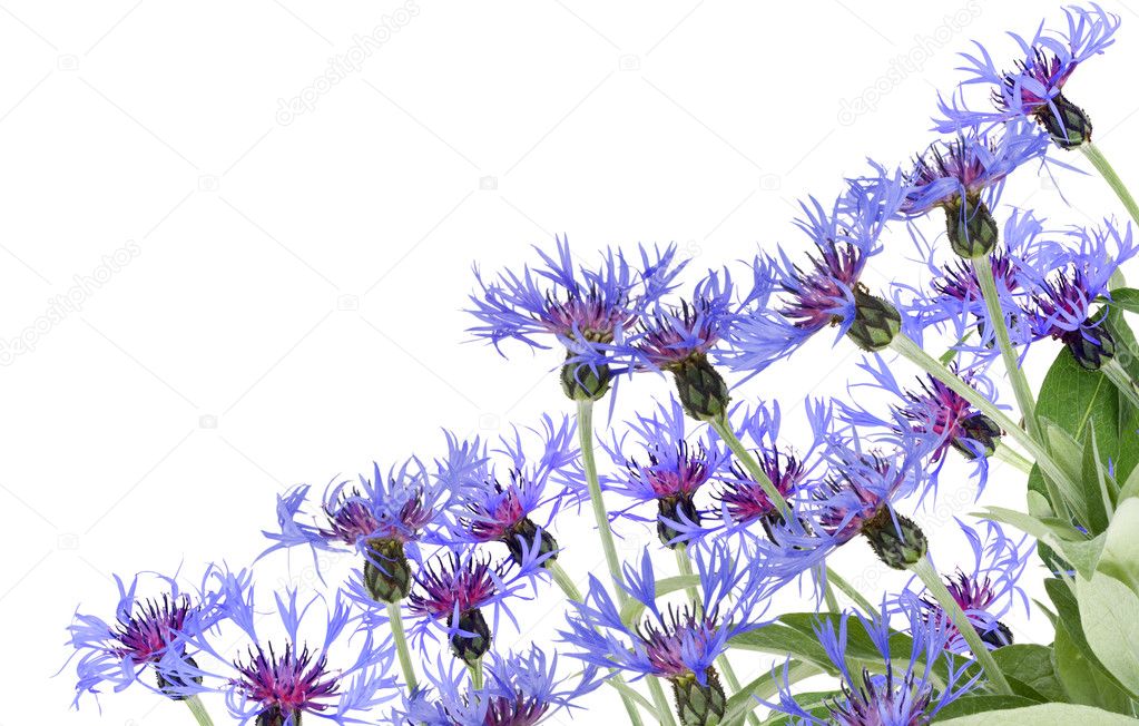 Blue cornflowers postcard