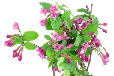 Pink Weigela background clipart