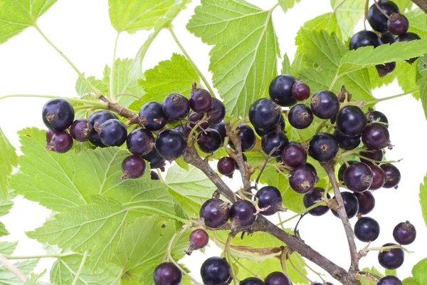 Black currant berries — Stock Photo, Image