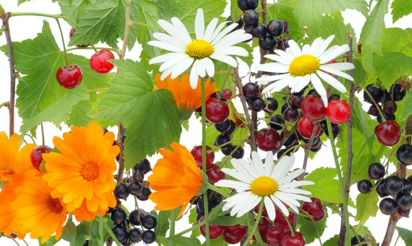 Berries and a flower mix — Stock Photo, Image
