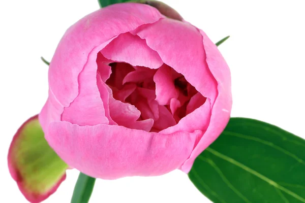 粉红色牡丹花蕾 — 图库照片