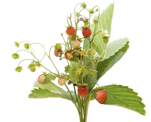 孤立木野草莓 — 图库照片