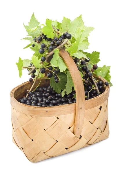 Bär av en svarta vinbär i en korg. — Stockfoto