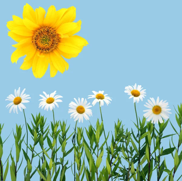 Camomiles, sunflower and cyan sky — Stock Photo, Image