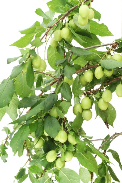 Wild green plums — Stock Photo, Image