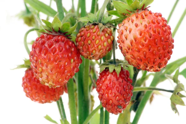 Real wood wild strawberry berries — Stock Photo, Image