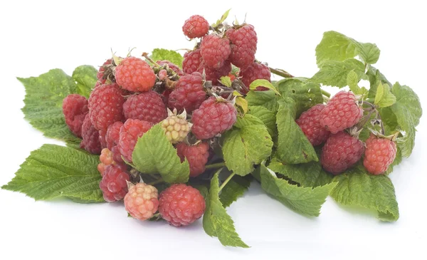 Ripe and unripe raspberry on branches — Stock Photo, Image