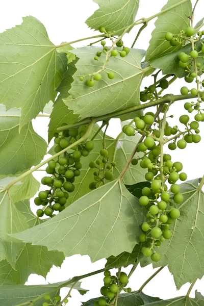 Structure of unripe green grapes — Stock Photo, Image