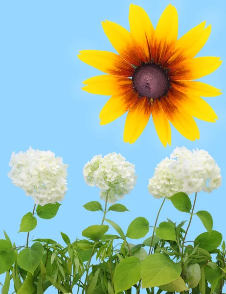Hortensie, Sonnenblume und Zyanenhimmel — Stockfoto