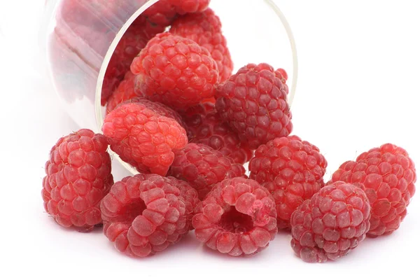 Ripe isolated raspberry — Stock Photo, Image