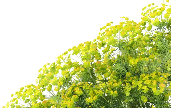 Pianta "Euphorbia" sfondo — Foto Stock