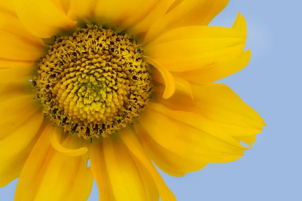 Izolované na azurová slunečnice — Stock fotografie