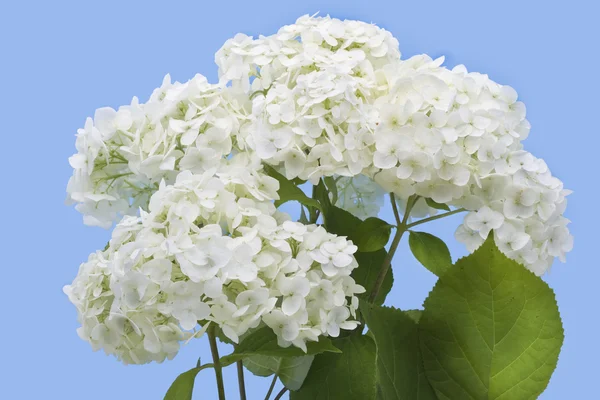 Geïsoleerde Wit hortensia — Stockfoto