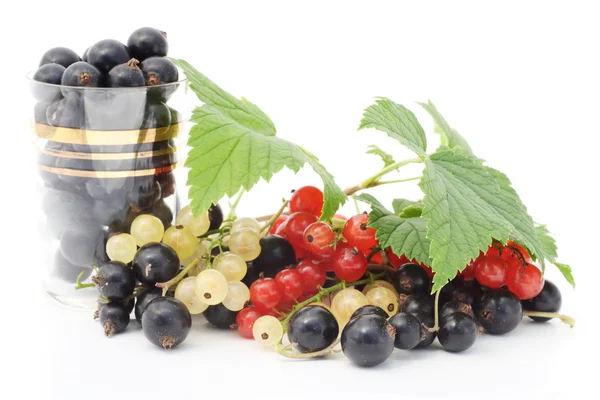 Svarta, röda och vita vinbär — Stockfoto