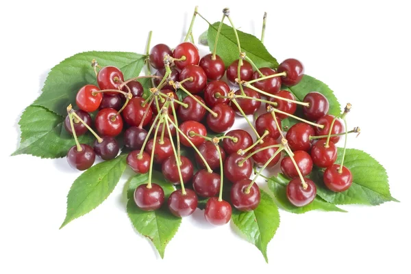 Medallion from a ripe cherry with shanks — Stock Photo, Image