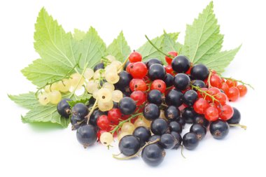 Black, red and white currant clipart