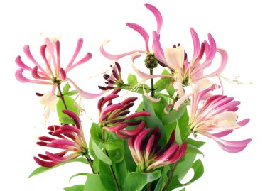 Decorative Honeysuckle flowers clipart