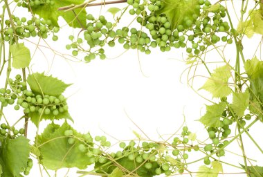 Frame from unripe green grapes clipart