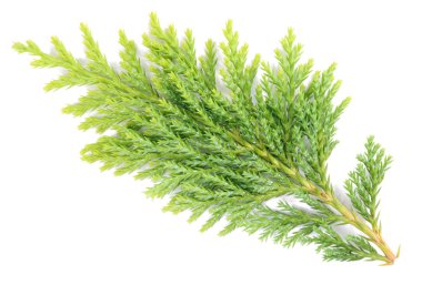 Branch of a Thuja macro clipart