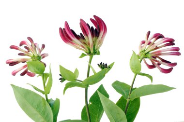 Honeysuckle flowers clipart