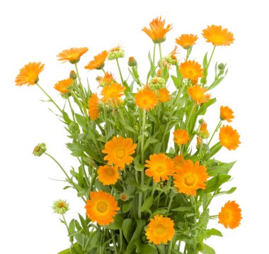 Bush of Calendula flowers clipart