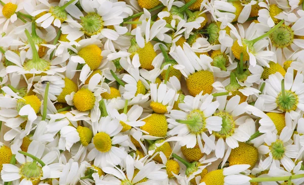 The medical camomile — Stock Photo, Image