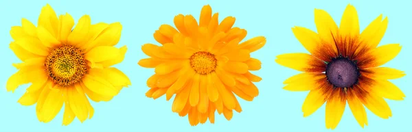 シアンの花の分離 — ストック写真