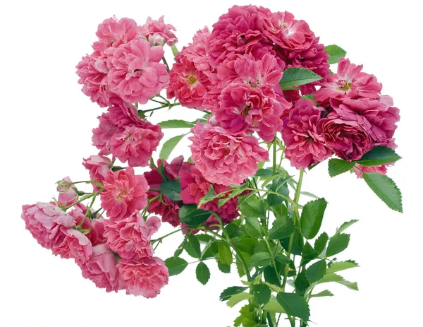 Der isolierte Strauch aus rosa Rosen — Stockfoto