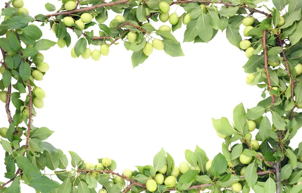 Wild groene pruimen frame — Stockfoto