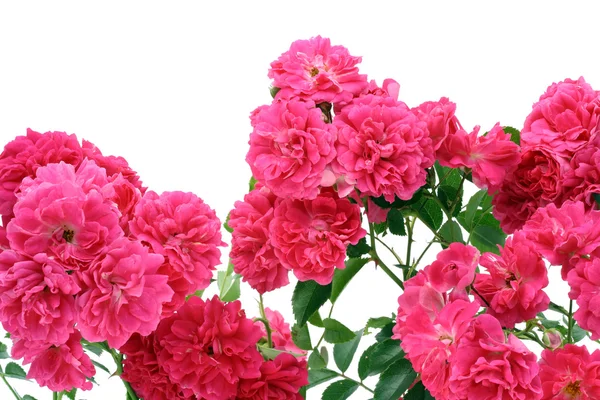 Фон з диких рожевих троянд — стокове фото