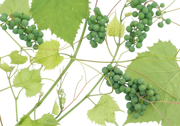 Isolated unripe green grapes — Stock Photo, Image