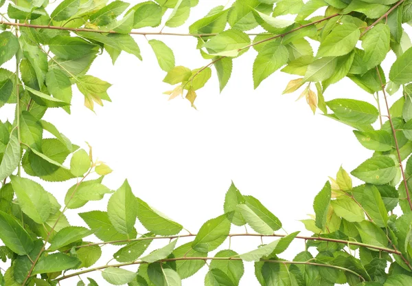 Πράσινα φύλλα πλαίσιο — Φωτογραφία Αρχείου
