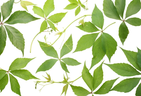 Blätter mit wilden Trauben — Stockfoto