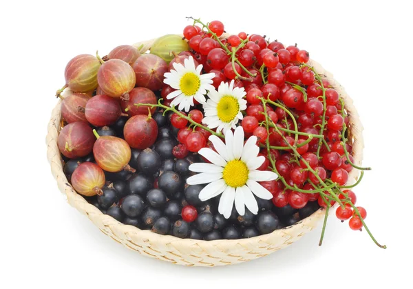 Basket with berries — Stock Photo, Image