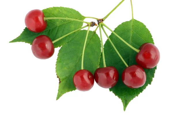 Cherry leaves and berries — Stock Photo, Image