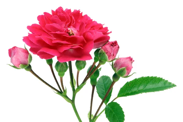 Isolated pink rose with buds — Stock Photo, Image
