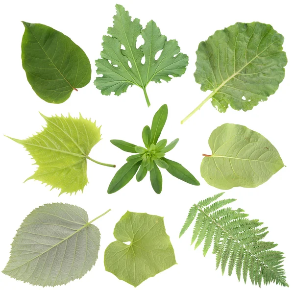 Verde jardinería hojas conjunto —  Fotos de Stock
