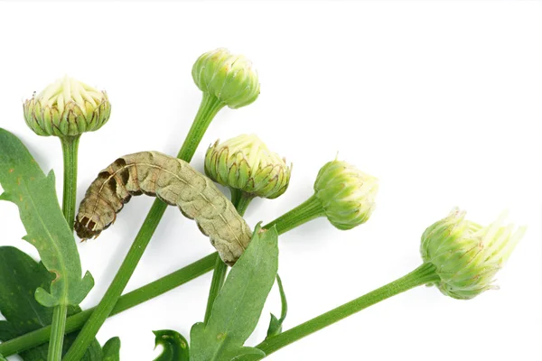Caterpillar on camomile buds — Stock Photo, Image
