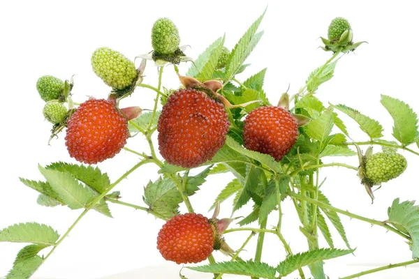 Wild red berries — Stock Photo, Image