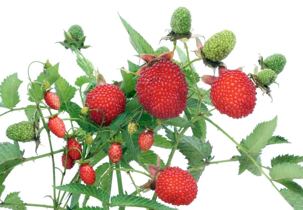 Wild red berries — Stock Photo, Image