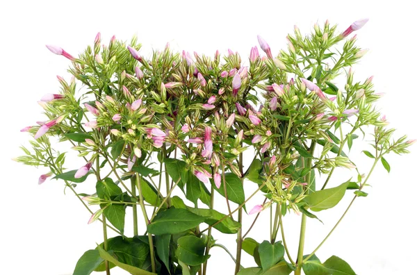 Zelené rostliny s růžovými pupeny — Stock fotografie