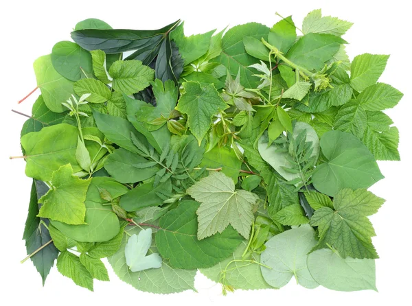Medaglione da foglie verdi — Foto Stock